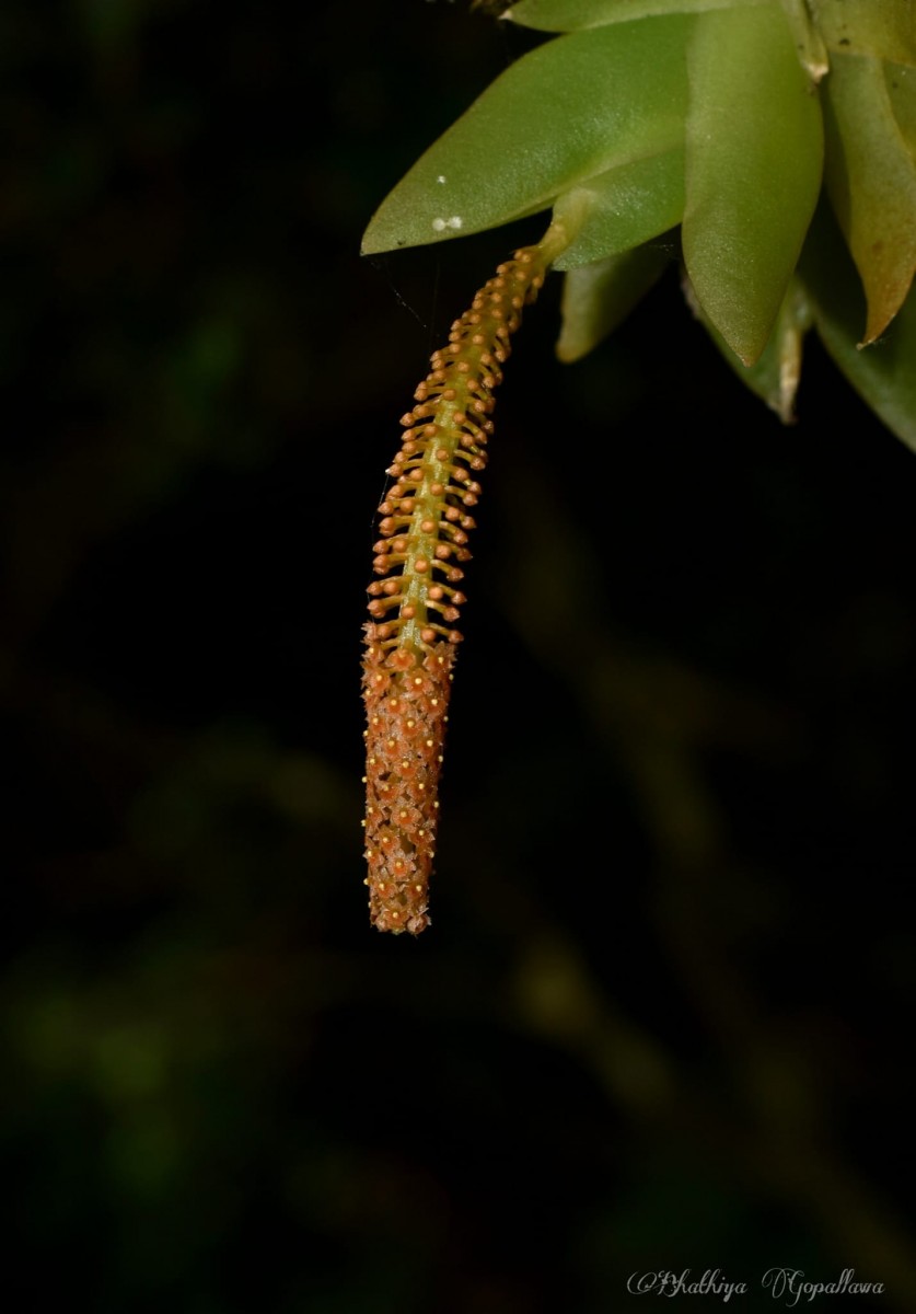 Oberonia brachystachys Lindl. Lindl.